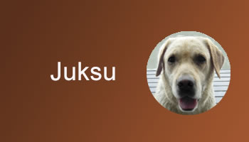 Menu grid item: Juksu, with an image of a yellow labrador dog
